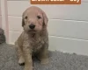 Goldendoodle