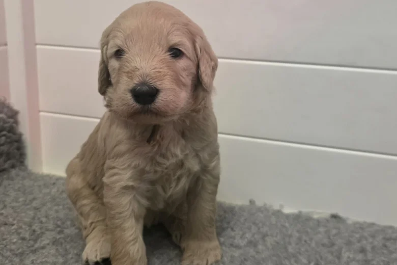 Goldendoodle