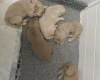Goldendoodle