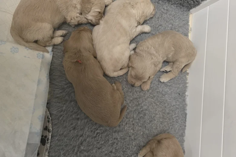 Goldendoodle