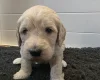 Goldendoodle