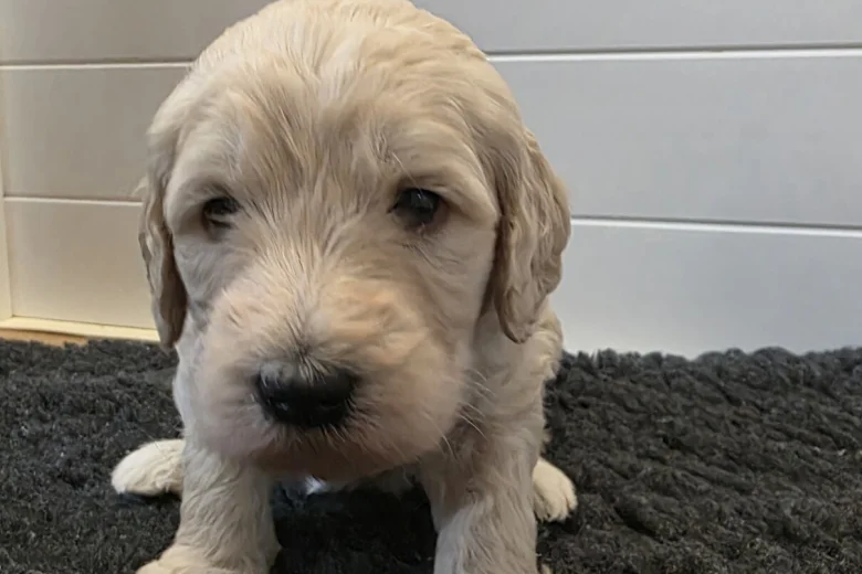Goldendoodle
