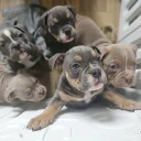Dorset Olde Tyme Bulldogge
