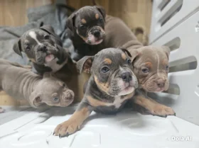 Dorset Olde Tyme Bulldogge
