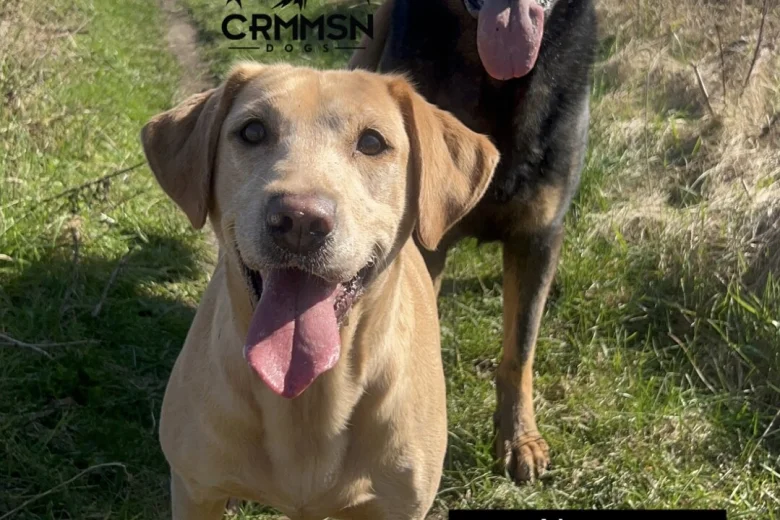 Labrador Retriever