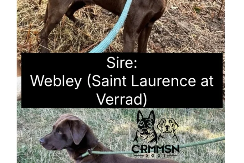 Labrador Retriever