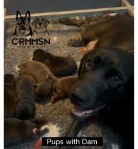 Dam
