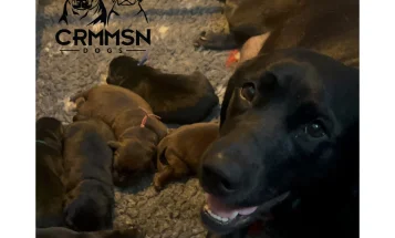 Labrador Retriever