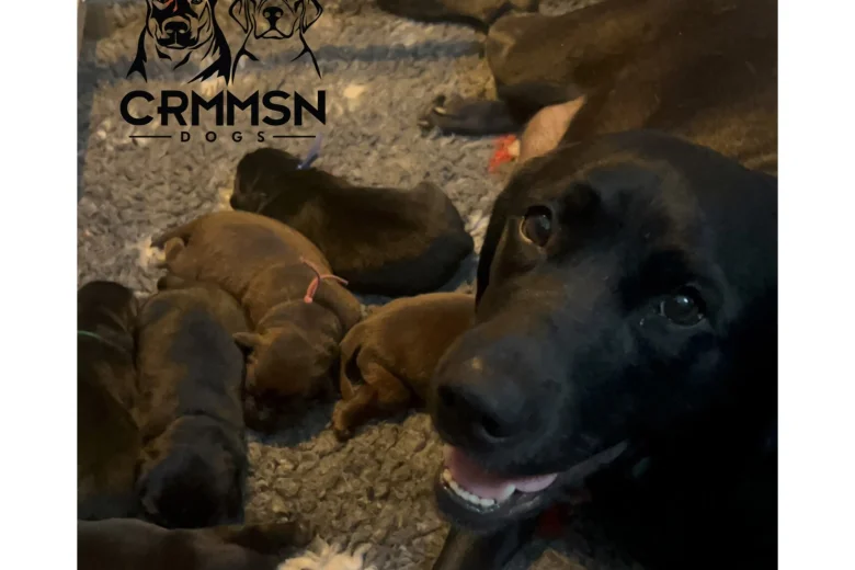 Labrador Retriever