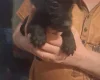 Patterdale Terrier