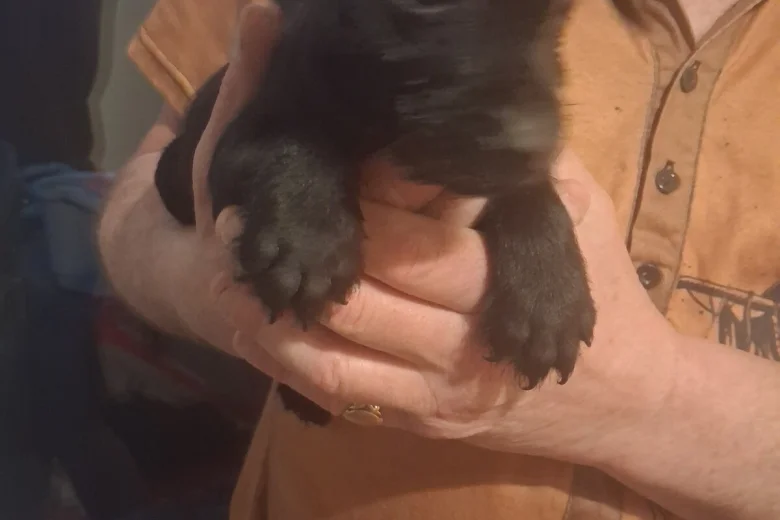 Patterdale Terrier