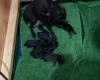 Patterdale Terrier