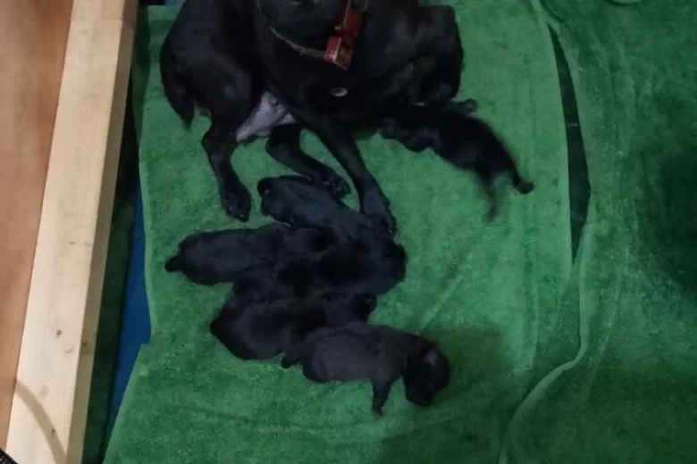 Patterdale Terrier