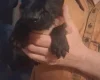 Patterdale Terrier