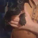 Patterdale Terrier