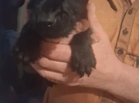 Patterdale Terrier