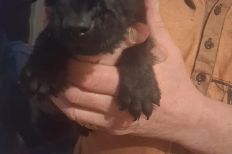 Patterdale Terrier