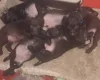 Patterdale Terrier