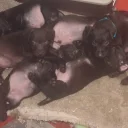 Patterdale Terrier