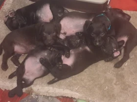 Patterdale Terrier