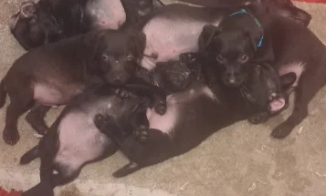 Patterdale Terrier