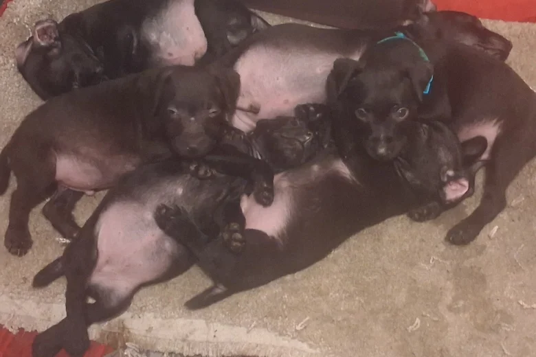 Patterdale Terrier