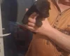 Patterdale Terrier