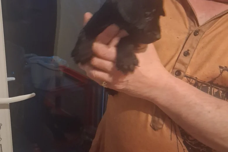 Patterdale Terrier