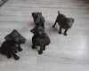 Patterdale Terrier