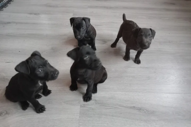 Patterdale Terrier