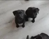 Patterdale Terrier
