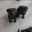 Patterdale Terrier