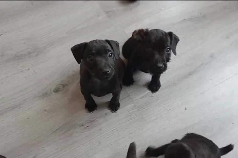 Patterdale Terrier