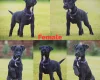 Patterjack