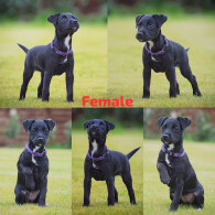 Patterjack