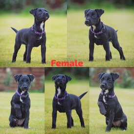 Patterjack