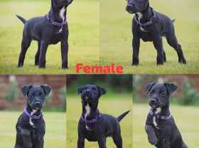 Patterjack