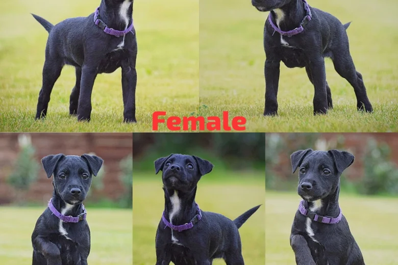 Patterjack