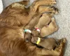 Cocker Spaniel (Working)