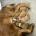 Cocker Spaniel (Working)