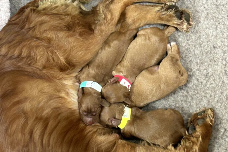 Cocker Spaniel (Working)