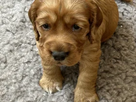 Cocker Spaniel (Working)