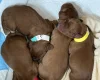 Cocker Spaniel (Working)