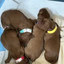 Cocker Spaniel (Working)