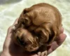 Cocker Spaniel (Working)