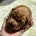 Cocker Spaniel (Working)
