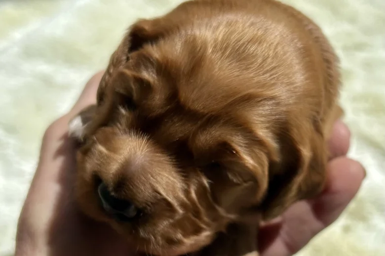 Cocker Spaniel (Working)