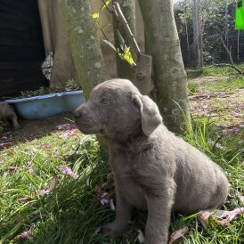 Labrador Retriever