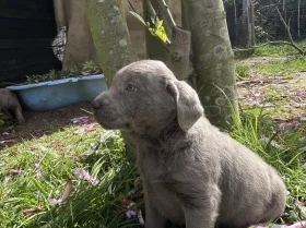 Labrador Retriever