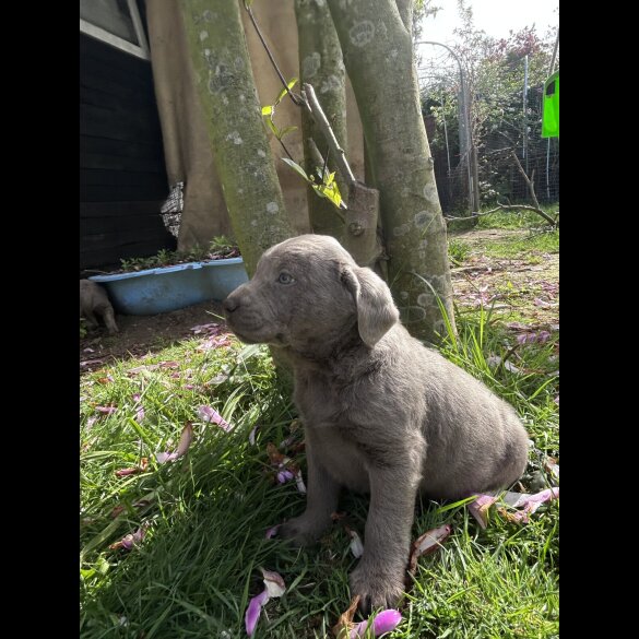 Labrador Retriever